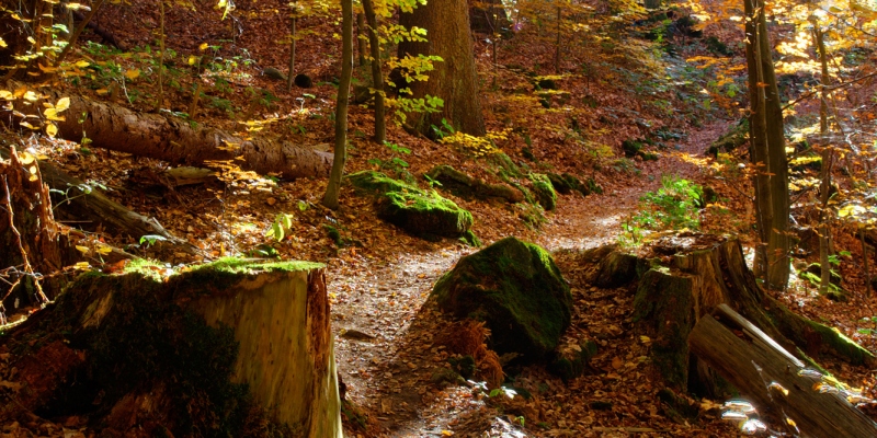 Schlucht in Bodenbach