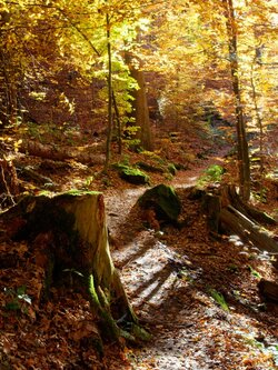 Schlucht in "Bodenbach"