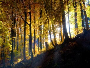 Herbstlicher Wald